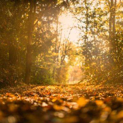 澳门一码一肖一特一中手机app下载截图