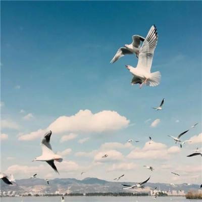 澳门新莆京游戏手机app下载