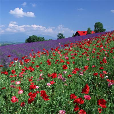 可以上下分捕鱼app下载手机版截图